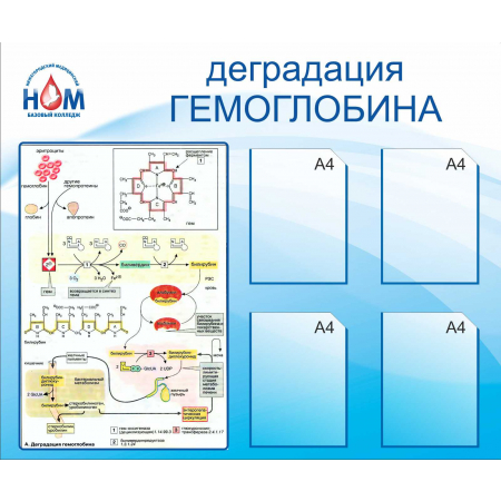 Деградация гемоглобина