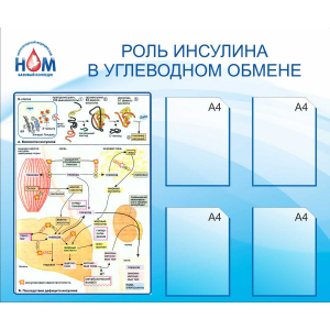 Роль инсулина в углеводном обмене